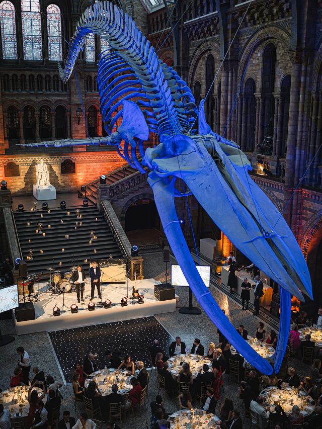 A Night at the Museum | This week we celebrated the launch of the @smo.gold SMO Foundation with a black tie gala and auction under Hope the whale at the Natural History Museum. An unforgettable evening raising funds and awareness for a hugely worthy cause. 

Event planning @palette_events 
Production @wise_productions 
Catering @caperandberry 
Music @thentertainmentuk 
Photography @markbothwellphotographer